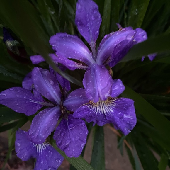 SHOE/BOOT-BOGO 1/2 OFF SALE•see below - Picture 3 of 16